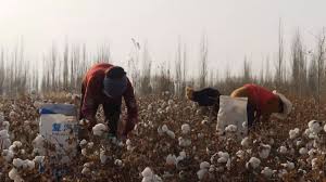 China's 'tainted' cotton
