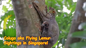 The sunda flying lemur is also found in malaysia, singapore, thailand, and indonesia. Colugo Aka Flying Lemur Sightings In Singapore Youtube
