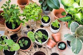 Maybe you would like to learn more about one of these? How To Build An Indoor Garden