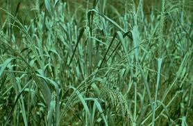 Image result for Panicum aequinerve