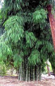 39 Bambusa Sp Nana Thailand In 2020 Bamboo Garden Organic Gardening Soil Bamboo Plants