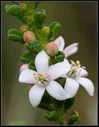 Philotheca Verrucosa Fairy Waxflower Australian Native Plants Native Plants Flowers