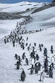 Funnywildlife March Of The Penguins Cute Penguins Beautiful Nature