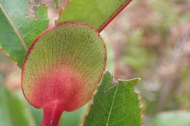 Image result for Cunonia capensis