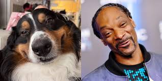 Happy boy after a fresh grooming!