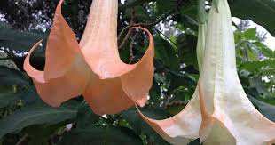 We did not find results for: Angel Trumpet Tree Care Tips On Growing Brugmansia Plants