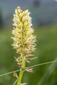 Image result for Corycium dracomontanum