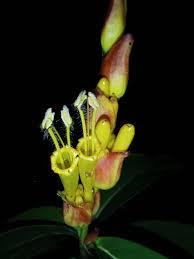 Image result for Hygrophila okavangensis