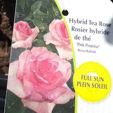 Maybe you would like to learn more about one of these? Rosa Pink Promise Rose Pink Promise In Gardentags Plant Encyclopedia