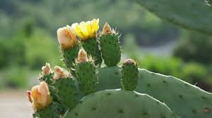 The flower of the prickly pear is edible. Cactus Opuntia Prickly Pear With Stock Footage Video 100 Royalty Free 1019009836 Shutterstock
