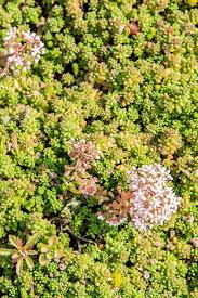 Eccosedum Grundachschalen Grundach Sedumpflanzen Pflanzen Grun Dach