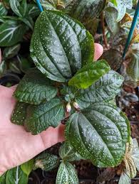 Image result for Calvoa orientalis