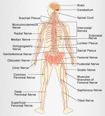 The following diagram is provided as an overview of and topical guide to the human nervous system: The Peripheral Nervous System Is Also The Somatic Nervous System It Is Responsible Fo Nervous System Diagram Nervous System Anatomy Human Body Nervous System