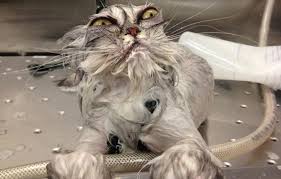 Haunted is always in fashion haunted vintage series 4 by rose. Cat Food Bath Creature