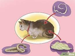 katzen entwurmen katzen katze wurmer katzen infos