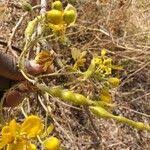 Image result for Senna singueana