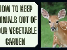 Animals that raid your tomato crop can be deterred by a variety of different protective sprays. How To Keep Animals Out Of Your Vegetable Garden Dengarden