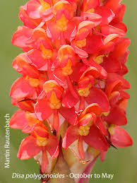 Image result for Disa polygonoides