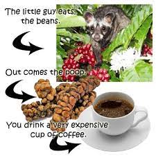 Pin By Coffee A2z On Coffee For Connoisseurs Expensive Coffee Dog Food Recipes Coffee Tasting