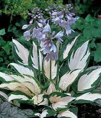 Hosta Fire And Ice Hosta Fire And Ice Shade Plants White Hosta Hosta Gardens