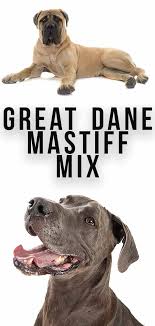Thinking of adopting a saint bernard mix? Great Dane Mastiff Mix Learn About This Giant Breed