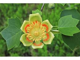 Image result for Liriodendron