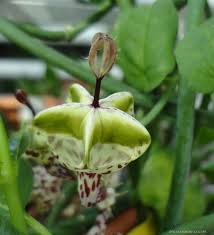 Image result for Ceropegia haygarthii