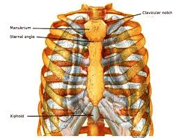 Sternum thoracic cage posterior surface of sternum. Figure Sternum Anatomy Image Courtesy S Bhimji Md Statpearls Ncbi Bookshelf