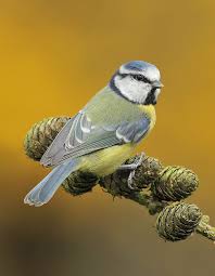 British Birds With Yellow Feathers Pin On Birds Of A Feather