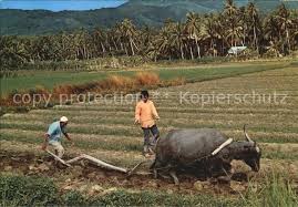 When someone like kat von d says that she's not going to vaccinate her kid i can't help but roll my eyes. Landwirtschaft Pflug Ochse Malaysia Ploughing Kat Landwirtschaft Nr Kv27244 Oldthing Ansichtskarten Berufe Handwerk Unsortiert
