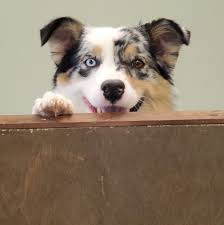 Profile for Tail's End Dog Grooming