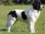 Karakachan Dogs - Tanglewood Farm Miniatures