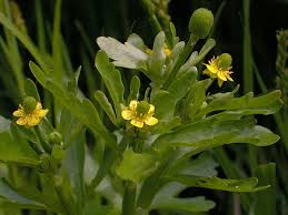 Image result for Ranunculus sceleratus