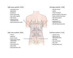 Anatomical reference planes are used to locate. Quadrants Regions Cavities Of The Human Body Diagram Quizlet