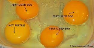 We did not find results for: Mengapa Telur Yang Ada Dirumah Tidak Menetas Menjadi Anak Ayam Quora