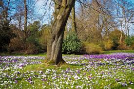 Image result for spring flowers