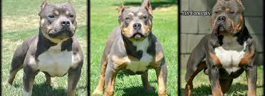Not just any tri stud could be featured here at noblepits. Tri Color Pitbulls Tri Color Pitbull Kennels Tri Color History