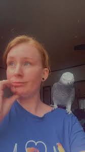 Hey everyone, I have two African greys, a 24-year-old male and female, who  were gifted to my wife and me. The previous owner, who sadly passed away,  never let them out together,