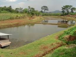 Kelebihan Budidaya Lele Di Kolam Tanah Sangkutifarm Com