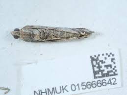 Image result for Delplanqueia inscriptella