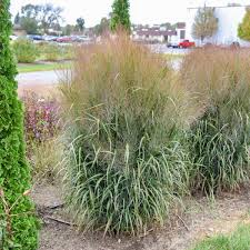 Image result for Panicum schinzii