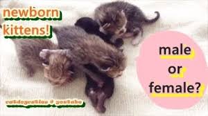 Gently lift the kitten's tail. How To Determine The Gender Of Your Kitten Newborn Kittens Catdogcuties Youtube