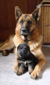 Home Page Down Facts Dogs Puppies Dog Love