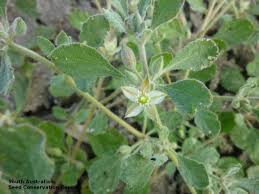 Image result for Glinus lotoides