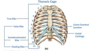 The true ribs consist of 8 ribs, each on the left from the anatomy of the human rib cage, we can tell that the human ribs bones have several parts. In Vertebrate Anatomy Ribs Dr Khalid Mannan Mds Facebook