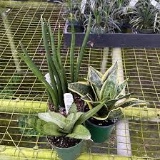 Image result for Sansevieria