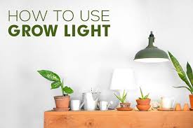 Bigger cfl grow lights were later specially designed for indoor grows, and can be used with great success. How To Use Grow Light For Your Indoor Succulents Succulents Box
