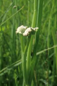 Image result for Oenanthe