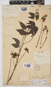 Image result for Nidorella welwitschii