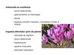 Colchicine is a medication used to treat gout and behçet's disease. Ppt Doza Eficienta 0 015 Mg Kg Corp Doza Toxica Mai Mare De 0 1 Mg Kg Doza Letala 0 8 Mg Kg Powerpoint Presentation Id 2973732